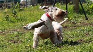 Ratting With The Working Sealyham Terrier Club  The Chicken Shed [upl. by Sears]