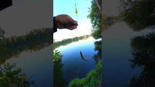 Ich teste eure Tipps gegen Grundeln POSE grundeln angeln fishing [upl. by Eilraep]