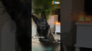 Animal Fundub Part 133 🤣🤣  Malayalam Fundub  ©Ji Talkz  Jijith Elamadu malayalamfundub shorts [upl. by Atnwahs188]