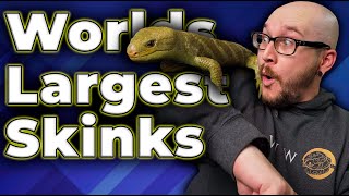 The BIGGEST Skink In The World All About Monkey Tailed Skinks [upl. by Tcideneb]