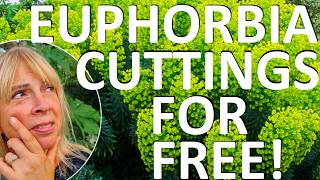 How to Take Euphorbia Cuttings [upl. by Ihc]