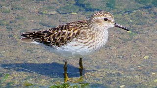 Least Sandpiper [upl. by Eittak]