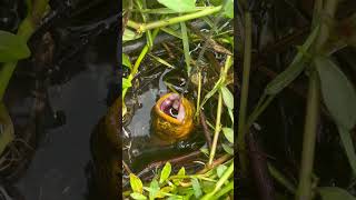 Outdoor eel fishing Big eels like to live in places with grass Wild fishing surprises are ever [upl. by Solhcin337]