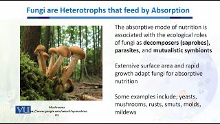 Fungi are Heterotrophs that feed by Absorption  Biodiversity amp EvolutionII  BT201Topic079 [upl. by Annoda]