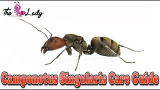 Camponotus Singularis Care Guide  Ant keeping For Beginners  The Ant Lady [upl. by Aisirtap]