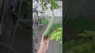 Organic beerakaya chettu plants vegetables shorts ytshorts [upl. by Eniarral234]