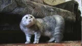 Videos de Risa  Gatos hablando como personas [upl. by Snashall]