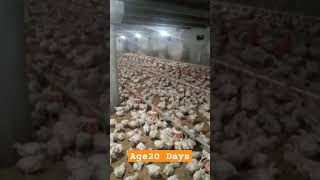 20 Days Old Birds  Broiler Flocks  Broiler production  Poultry Farming  Indiana poultry [upl. by Heymann912]