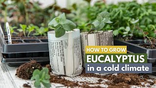 How to Grow Eucalyptus in a Cold Climate [upl. by Ateiluj]