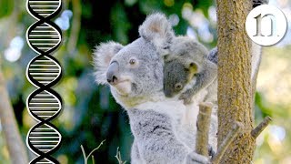 The koala code Secrets of the koala genome [upl. by Ellsworth]