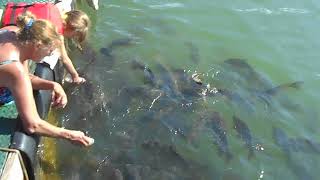 Bottle fed fish at Bluff View Marina on Clearwater Lake [upl. by Neel110]