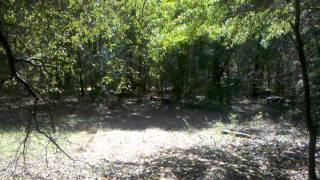 Training Treeing Walker Coon Hound Part 1 [upl. by Ihcego]