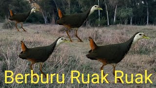 jalmurgi ka shikar‼️jalkukdi pakdane ka trika❗white breasted waterhen bird hunting with sound trap [upl. by Thurmond]