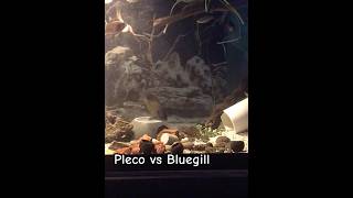 Pleco vs bluegill fight 4 food aquarium fish fins aquatic tank mates aquariumfish fishfeeding [upl. by Hafeenah722]