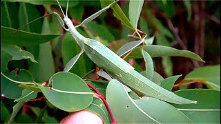 Phasmid  Giant Stick Insect  Leaf Insect  Tropidoderus childrenii [upl. by Nicks371]