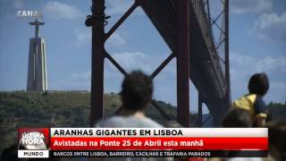 Verídico Aranhas gigantes em LisboaInacreditável  Ponte 25 de Abril [upl. by Aneleasor]