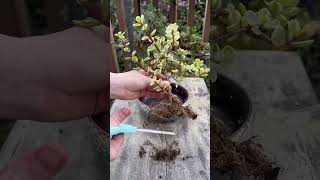 How to bonsai Variegated Portulacaria afra [upl. by Ibur]