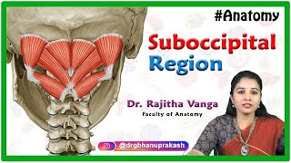 Anatomy of the suboccipital region  Suboccipital triangle Suboccipital muscles [upl. by Outhe]