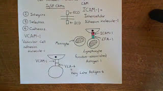 Cell Adhesion Molecules Part 2 [upl. by Eenehs]