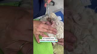 Dog gets a giant hairball pulled out 😱 🎥 Bviral  thornburyvet [upl. by Cassey]