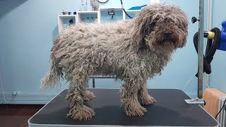 MATTED Lagotto Romagnolo Grooming Transformation [upl. by Willard181]