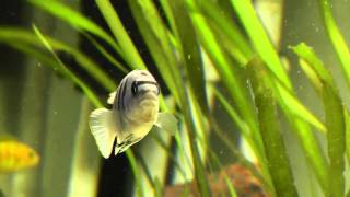 malawi Cynotilapia sp hara Gallireya Reef [upl. by Nylegna]