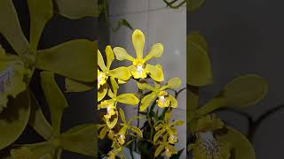 Encyclia florida orchid orquideas [upl. by Bendicta]