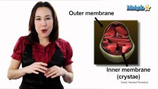 Learn Biology Cells—Mitochondria [upl. by Elma]