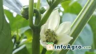 Peppers Growing How to plant grow and harvest peppers 22 [upl. by Hteb]