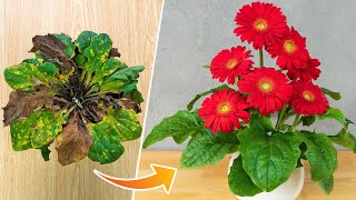 Tips to revive gerbera plants  How to grow and care for gerbera plants [upl. by Jonis491]