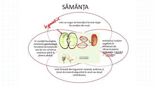 REPRODUCEREA LA PLANTE SĂMÂNȚA ȘI FRUCTUL [upl. by Ennaeilsel442]