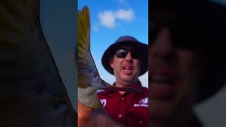 abhooked fishing australia catchingfish barramundi [upl. by Samella]