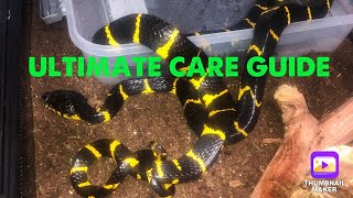 VENOMOUS Mangrove Snake Care Guide [upl. by Eislehc]