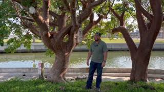 Gumbo Limbo Trees TransplantThe Large Tree Transplant ExpertsLarge Trees and Palms Installed [upl. by Ohce147]