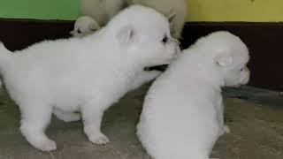 INDIAN SPITZ DOG PUPPY PLAYING [upl. by Cynthea950]