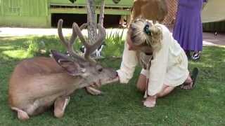 Our wild deer friend Yoda  surprisingly calm  ASMR [upl. by Ramak280]