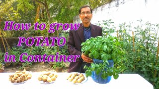 Grow Potatoes easily in container at your home [upl. by Aihseket697]