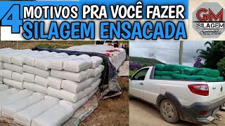 4 motivos pra fazer SILAGEM em SACOS máquina de ensacar silagem Rs35g [upl. by Bail]