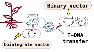 Plant cloning vectors  Disarmed Ti plasmid Cointegrate vectors Binary vectors  T DNA transfer [upl. by Alboran]