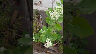 aak madar calotropis gigantea plant [upl. by Snowman]