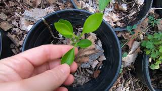 What is it Searching quotWinged petiolequot indicates this might be a sprouted citrus seed [upl. by Quarta]