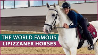 Riding the Lipizzaner Horse at the Lipica Stud Farm [upl. by Kcaz]