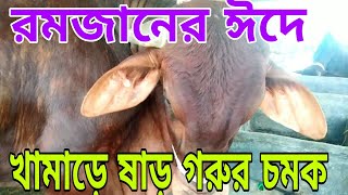 রমজান ঈদের জন্য ষাড় গরুর চমক [upl. by Maybelle]