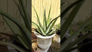 Aloe Potting 芦荟分盆 gardening plants mygarden nature herbal youtube [upl. by Rhianna716]