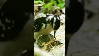 Downy Woodpecker drumming bird nature [upl. by Adne]