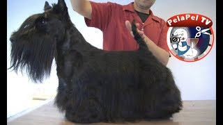 PELUQUERÍA CANINA SCOTTISH TERRIER  HAND STRIPPING REALIZADO POR ALEJANDRO FRONTERA [upl. by Bertero]