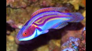 My Top 10 Wrasses [upl. by Yrrad297]