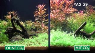 Pflanzenaquarium mit und ohne CO2 im Zeitraffer [upl. by Esmond755]