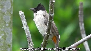 Bird Song amp Call SOOTYHEADED BULBUL Singapore [upl. by Horsey691]