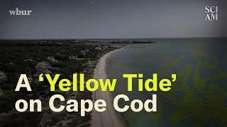 Cape Cod Has a Big Problem Simmering Just Below Its Surface [upl. by Wrigley315]